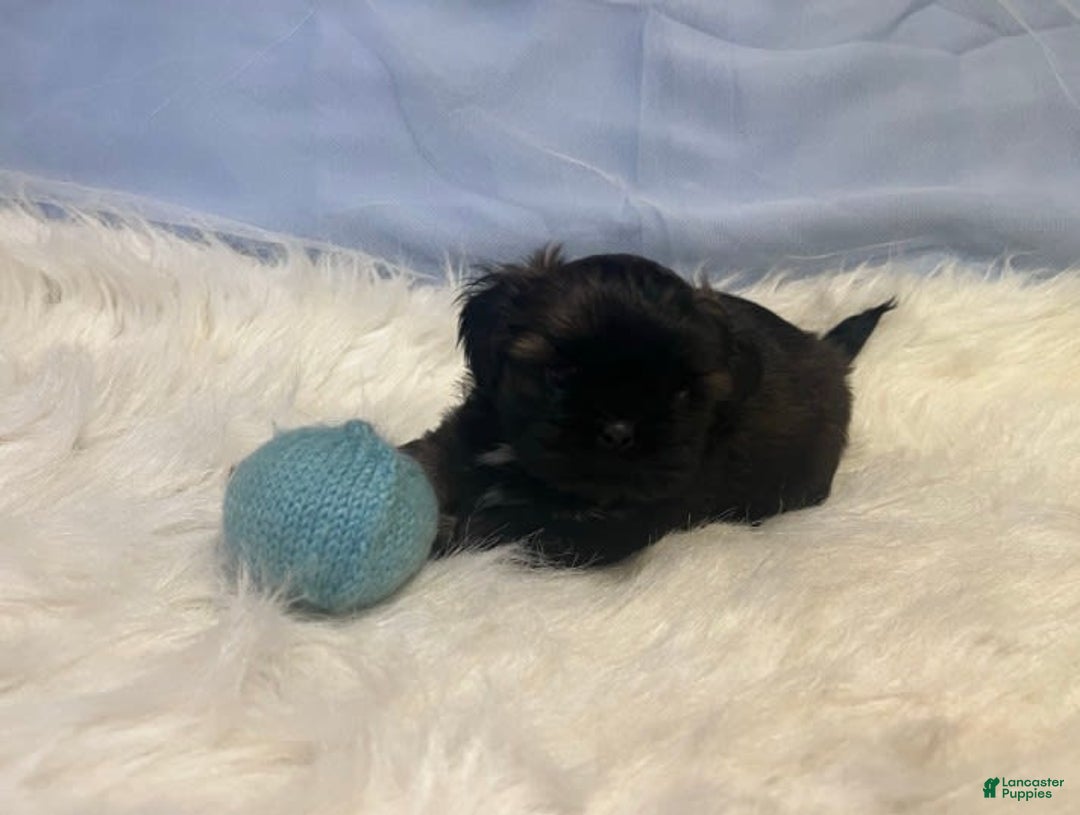 Shih Tzu dogs for sale: June Bug Brown - Image 11