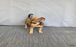 Chihuahua dogs for sale: Remi - Image 5