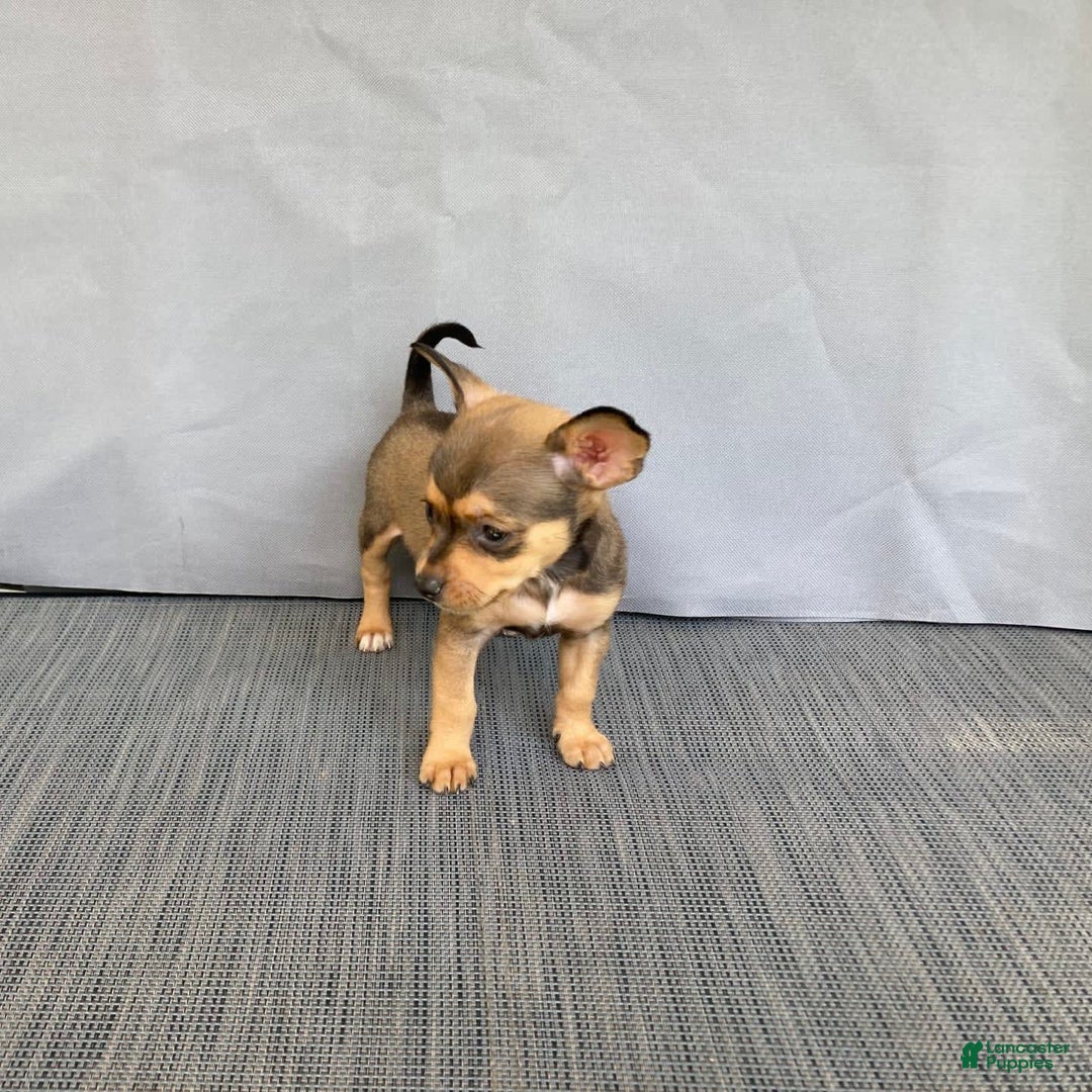 Chihuahua dogs for sale: Remi - Image 5