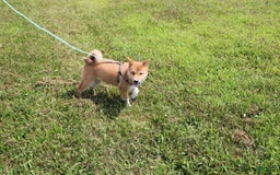 Shiba Inu dogs for sale: Tori - Image 4