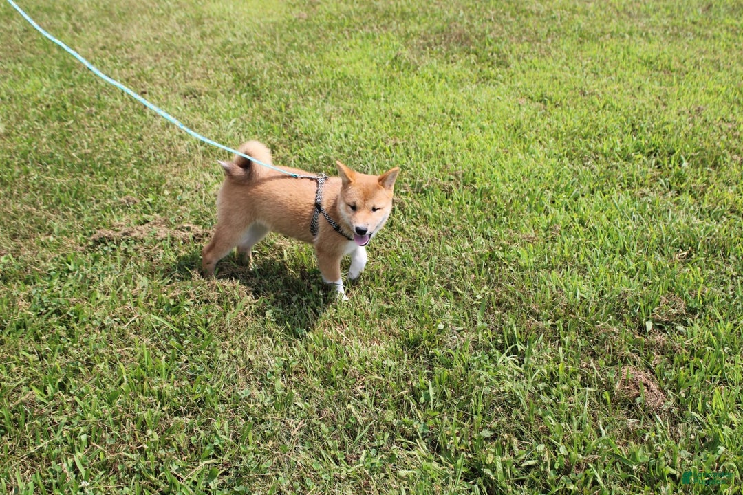 Shiba Inu dogs for sale: Tori - Image 4
