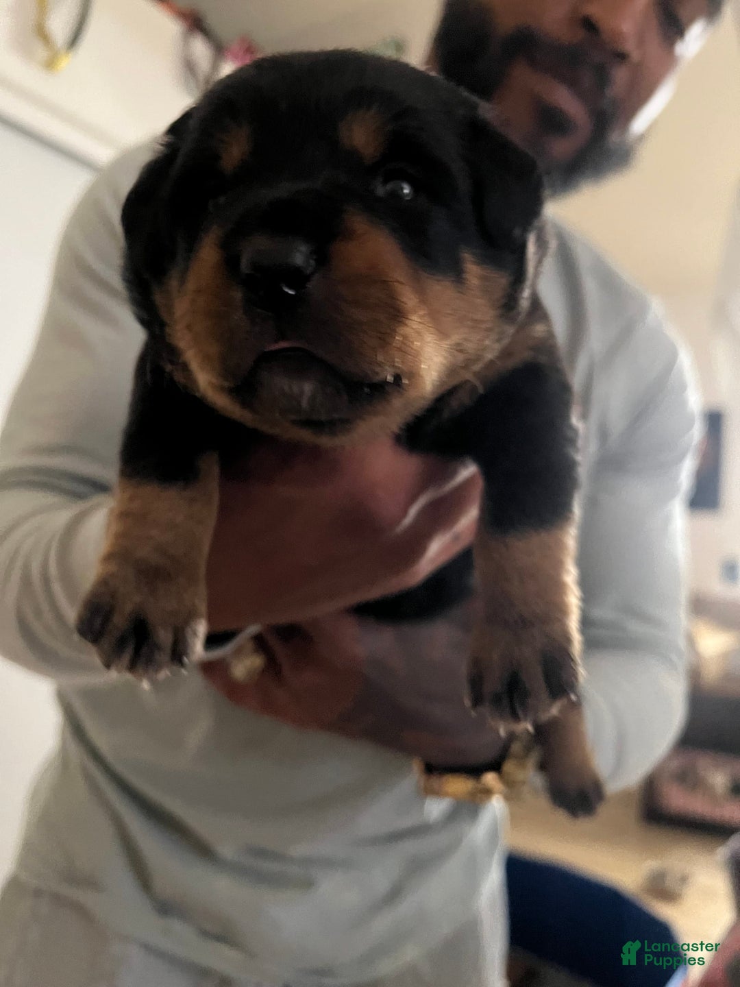 Bernese Mountain Dog dogs for sale: Heaven - Image 3