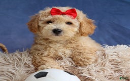 Bichpoo dogs for sale: Tyson - Image 14