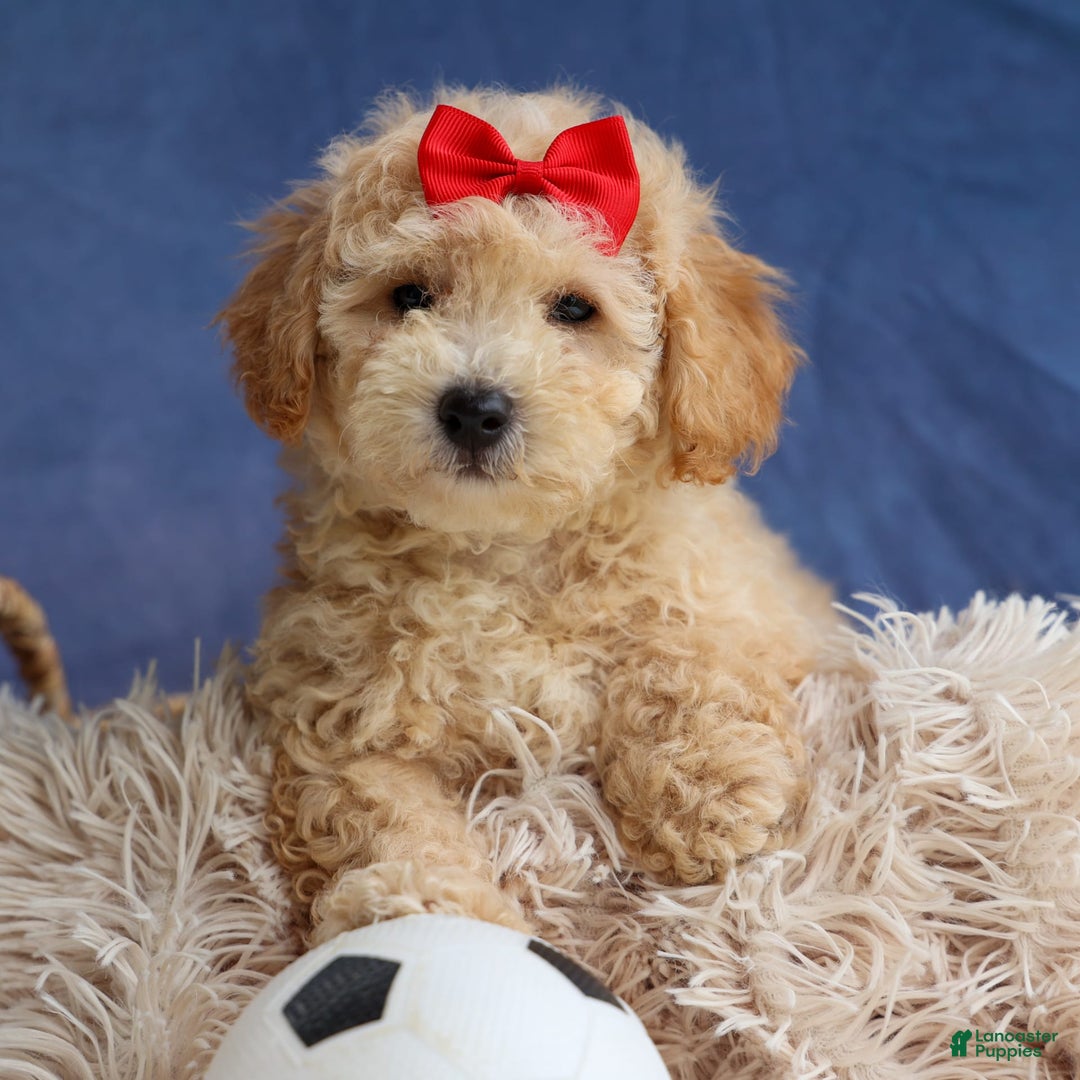 Bichpoo dogs for sale: Tyson - Image 14