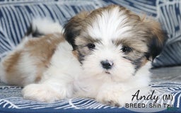 Shih Tzu dogs for sale: Andy - Image 1