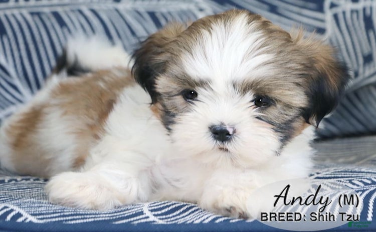 Shih Tzu dogs for sale - Ad 4