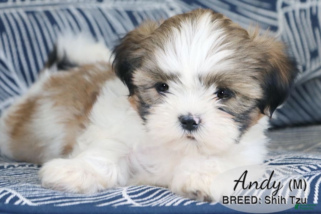 Shih Tzu dogs for sale: Andy - Image 1