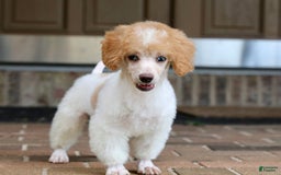 Miniature Poodle dogs for sale: Peanut - Image 11