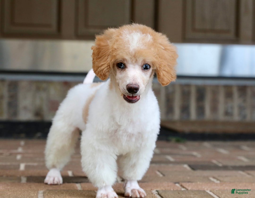 Miniature Poodle dogs for sale: Peanut - Image 11