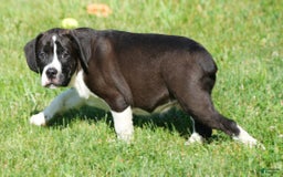 Beabull dogs for sale: Aaron - Image 11