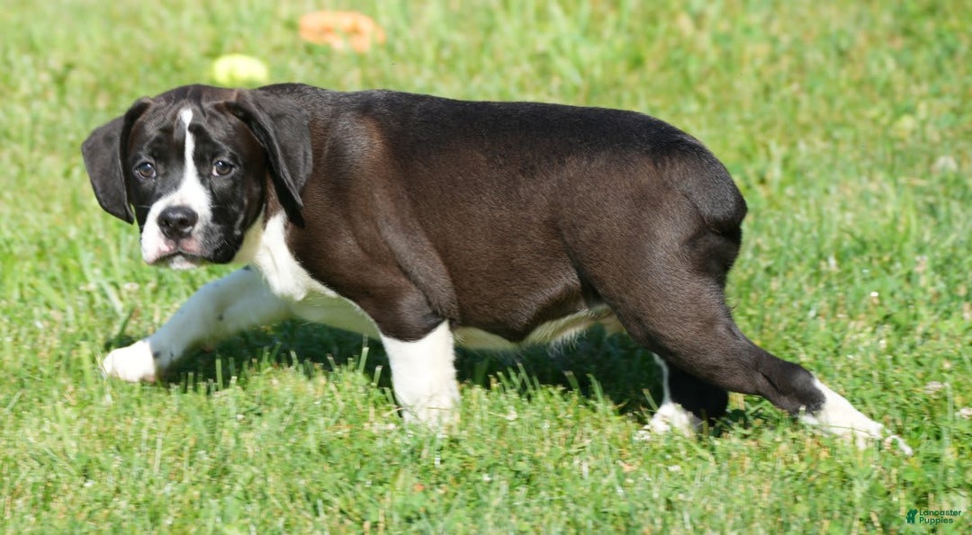 Beabull dogs for sale: Aaron - Image 11
