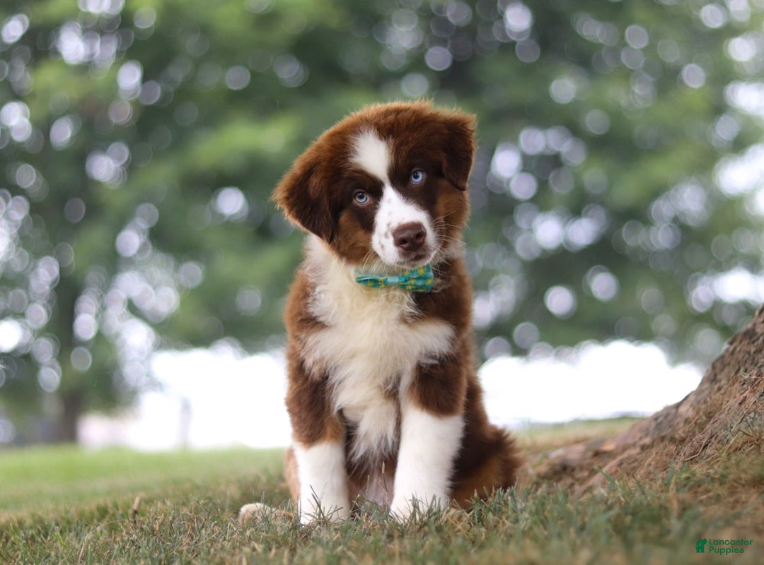 Australian Shepherd dogs for sale: Snorkel - Image 5