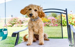 Goldendoodle dogs for sale: Charlotte - Image 4