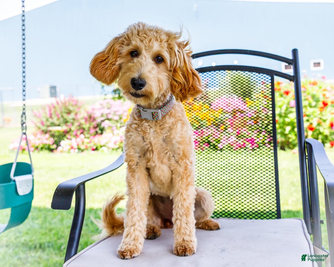Goldendoodle dogs for sale: Charlotte - Image 4