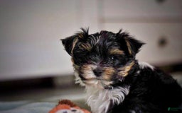 Yorkshire Terrier dogs for sale: Berry - Image 7