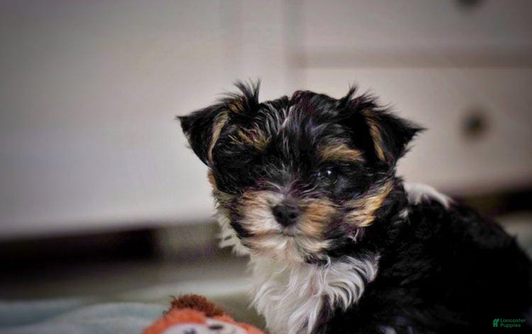 Yorkshire Terrier dogs for sale: Berry - Image 7