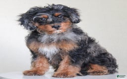 Cavapoo dogs for sale: Truffles - Image 6