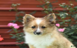 Shetland Sheepdog dogs for sale: Peaches - Image 8