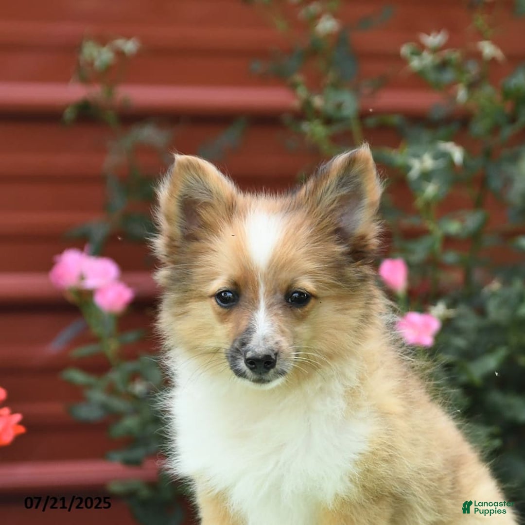 Shetland Sheepdog dogs for sale: Peaches - Image 8