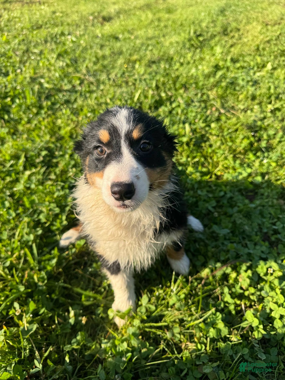 Australian Shepherd dogs for sale: Ahsoko - Image 16