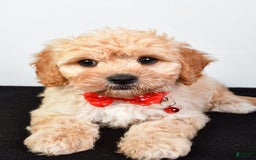 Cavachon dogs for sale: Donald - Image 4