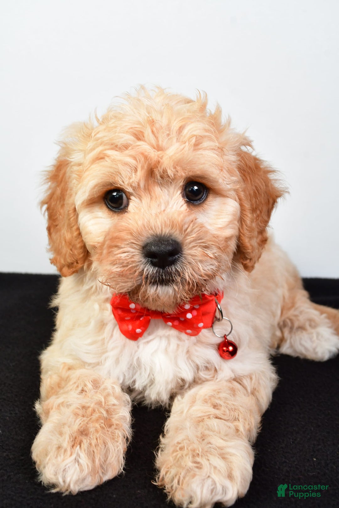 Cavachon dogs for sale: Donald - Image 4