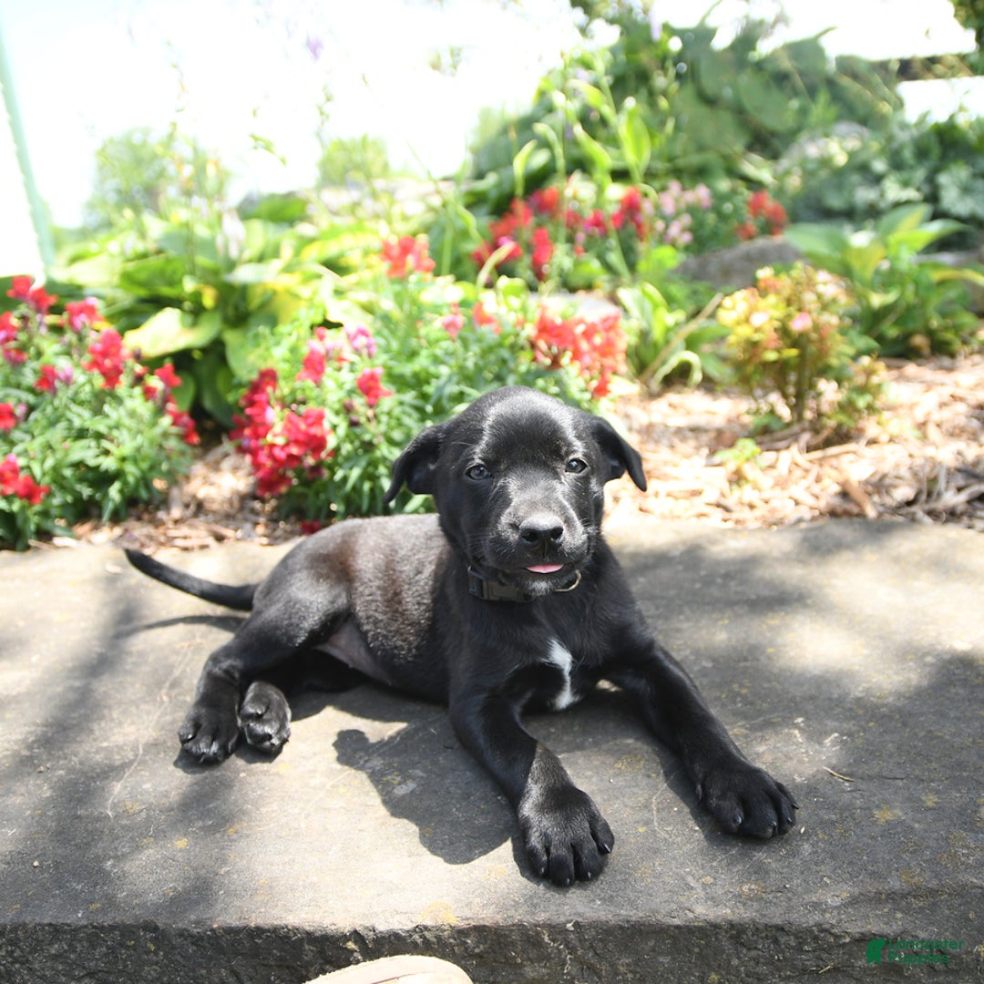 Australian Cattle Dog dogs for sale: Fanta - Image 2