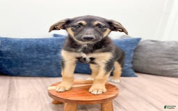 Miniature Australian Shepherd dogs for sale: Stella - Image 1