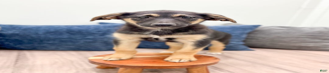 Stella