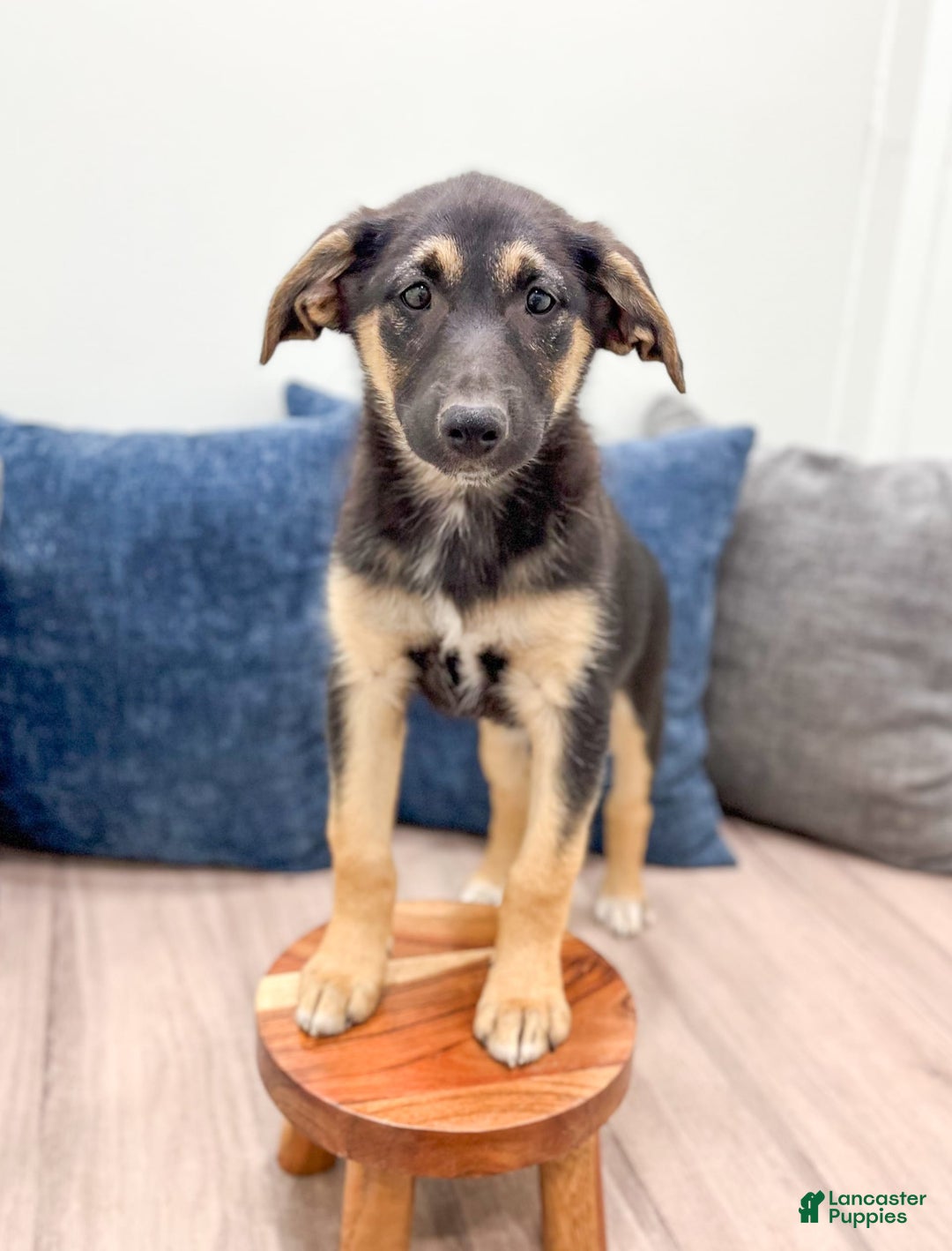 Miniature Australian Shepherd dogs for sale: Stella - Image 1