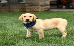 Labrador Retriever dogs for sale: Whitney - Image 5