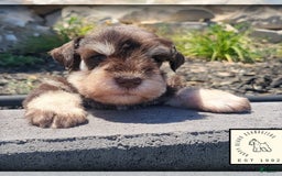 Miniature Schnauzer dogs for sale: Jack - Image 11