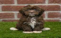 Havanese dogs for sale: Bambi - Image 1