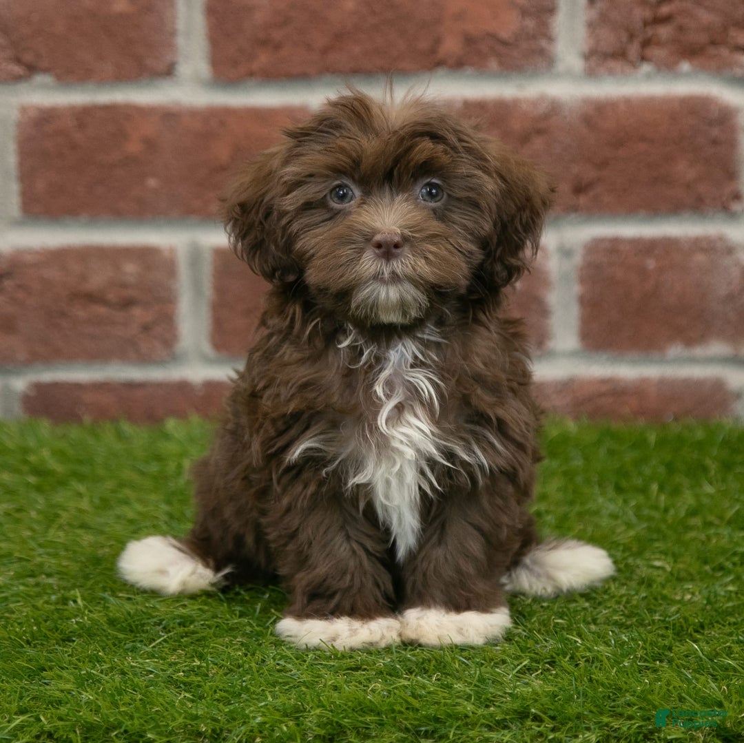 Havanese dogs for sale: Bambi - Image 1