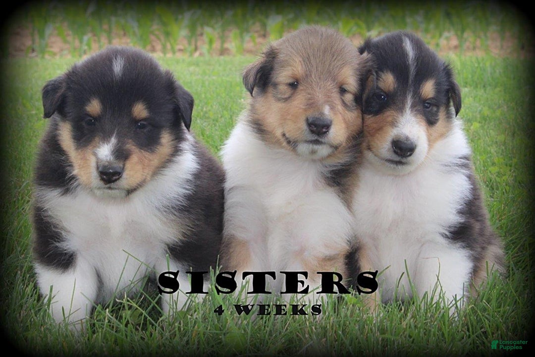 categoriesInfo:categoryAttributeOptions.pets.dogs.breed.roughCollie dogs for sale: Kelly - Image 1