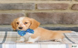 Miniature Dachshund dogs for sale: Victor - Image 1