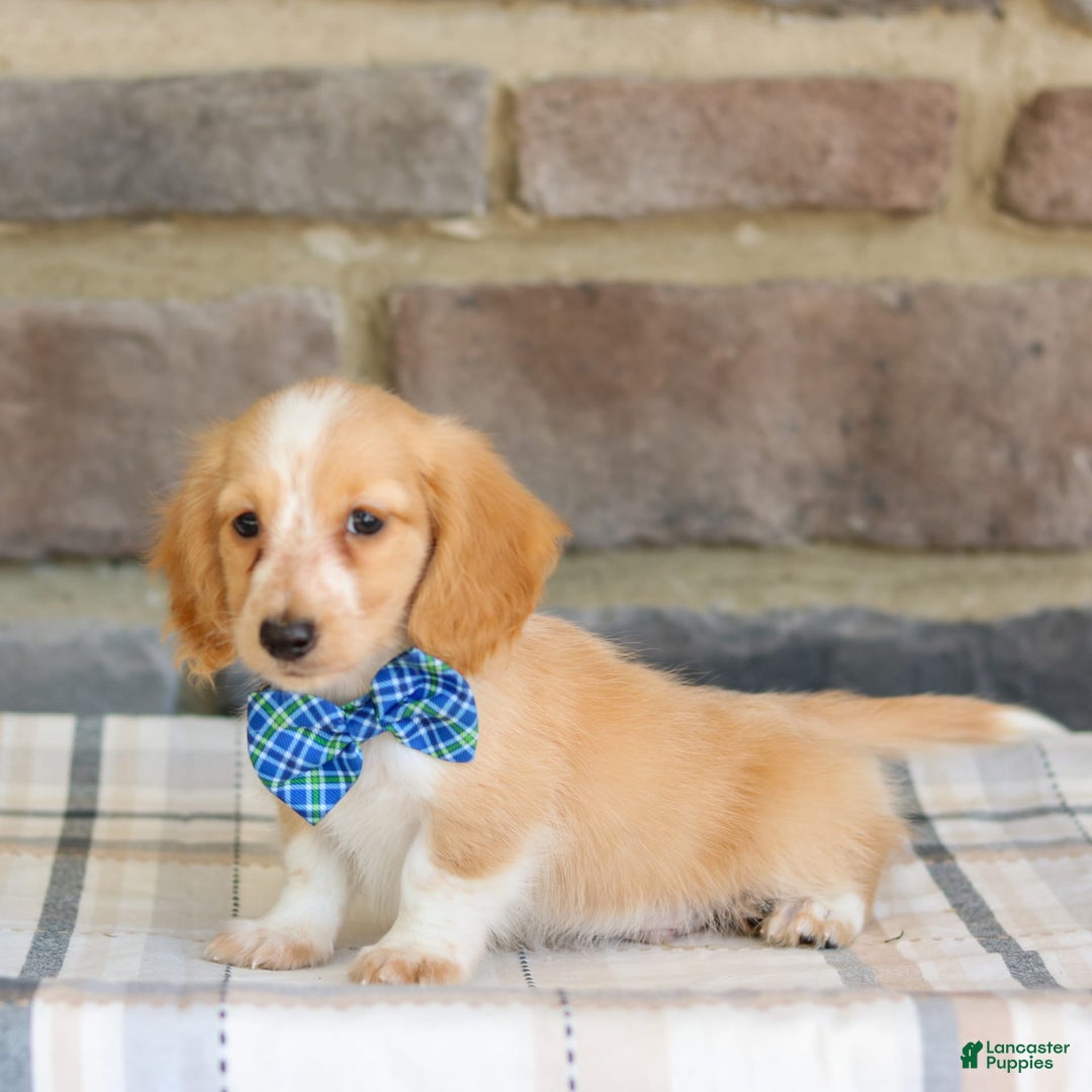 Miniature Dachshund dogs for sale: Victor - Image 1