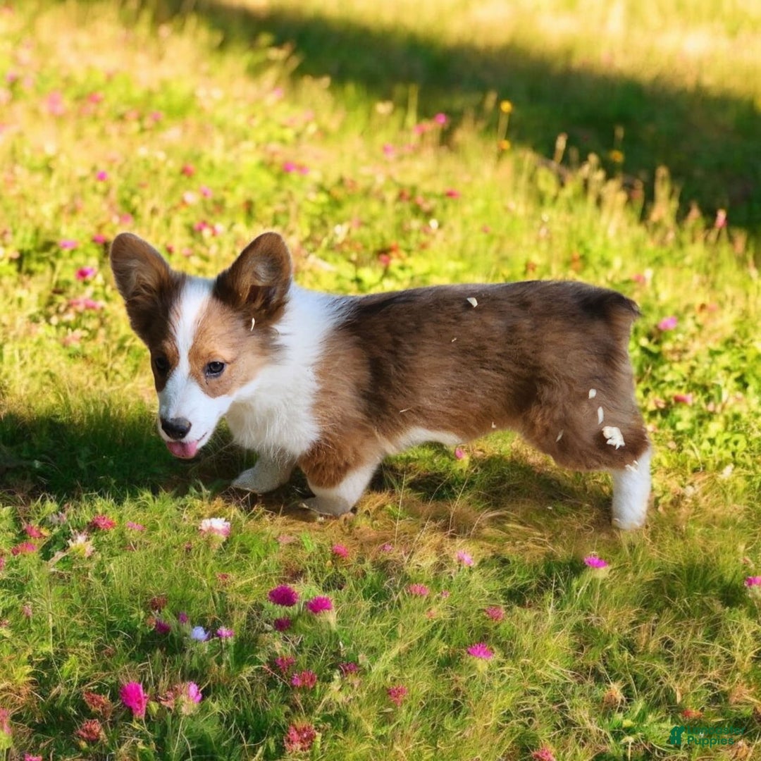 Welsh Corgi Pembroke dogs for sale: Teeka Fluffy - Image 26