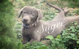 Labrador Retriever dogs for sale: Suger - Image 6