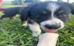 Australian Shepherd dogs for sale: Australian Shepherd 7 puppies - Image 10
