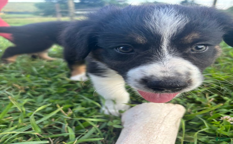 Australian Shepherd dogs for sale - Ad 4