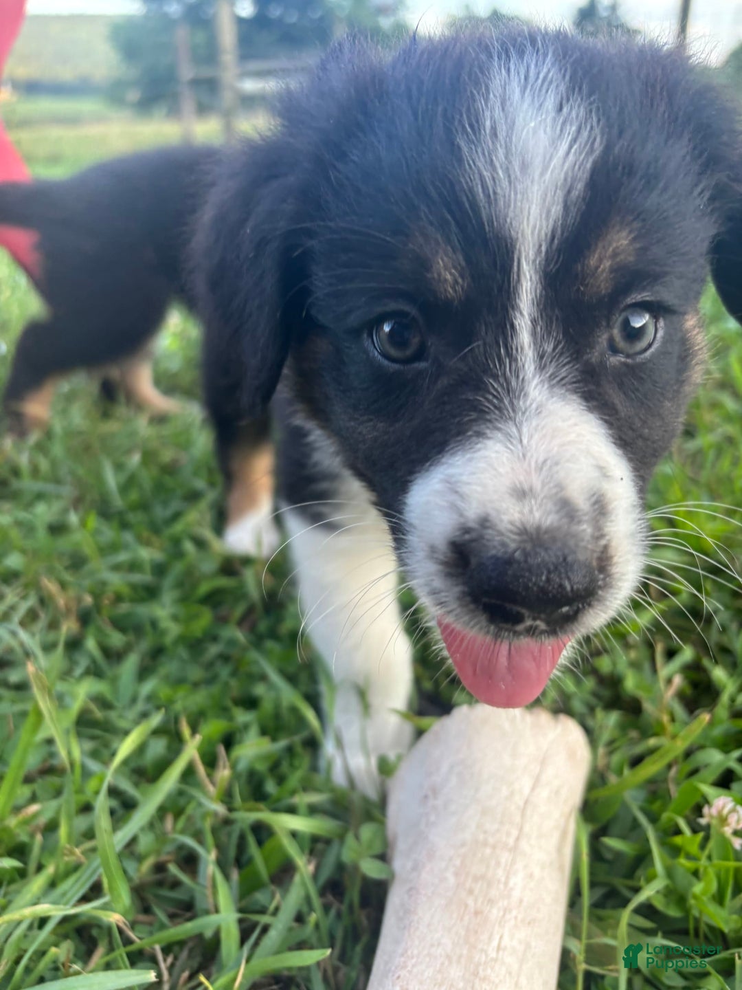 Australian Shepherd dogs for sale: Australian Shepherd 7 puppies - Image 10