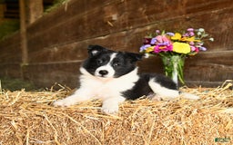Shetland Sheepdog dogs for sale: Chief - Image 2