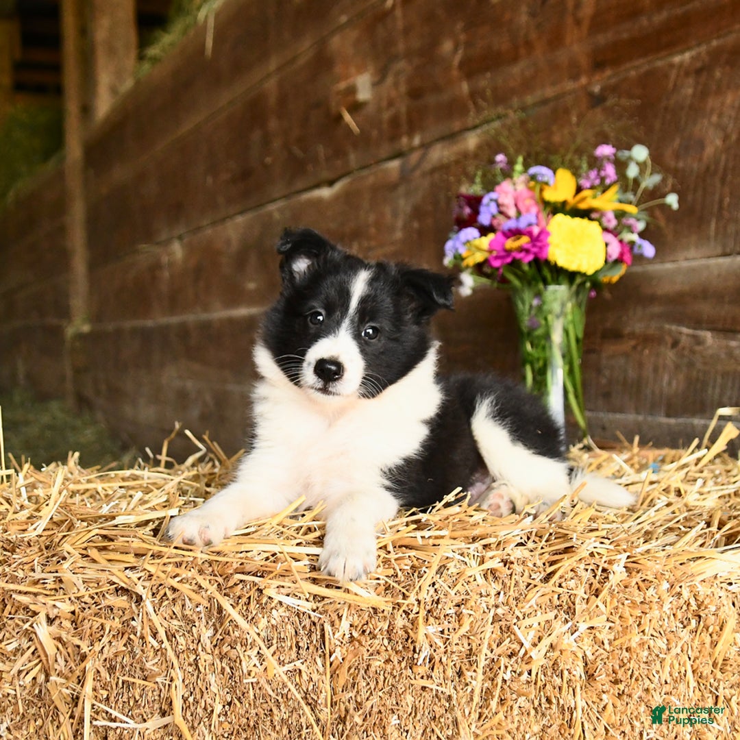 Shetland Sheepdog dogs for sale: Chief - Image 2