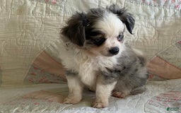Pomchi dogs for sale: Tommy - Image 13
