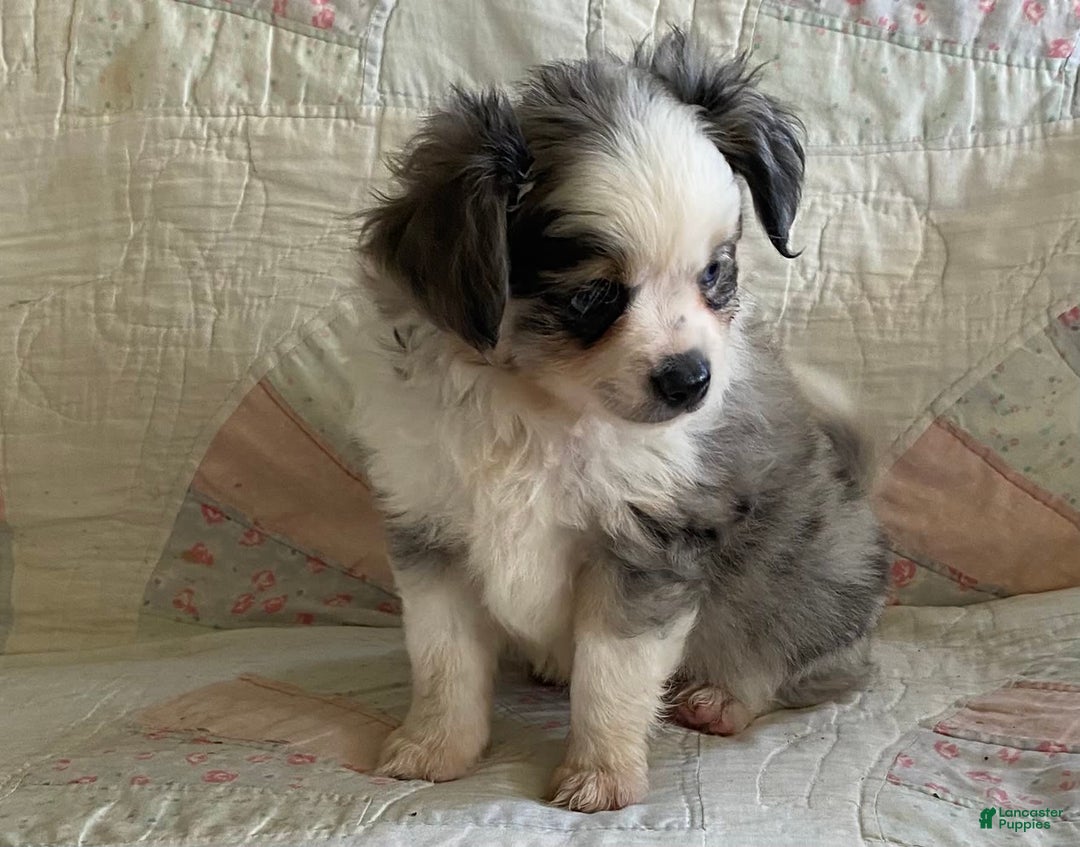 Pomchi dogs for sale: Tommy - Image 13
