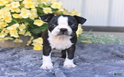 Boston Terrier dogs for sale: Homer - Image 5