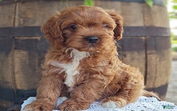 Cavapoo dogs for sale: Bennie - Image 2