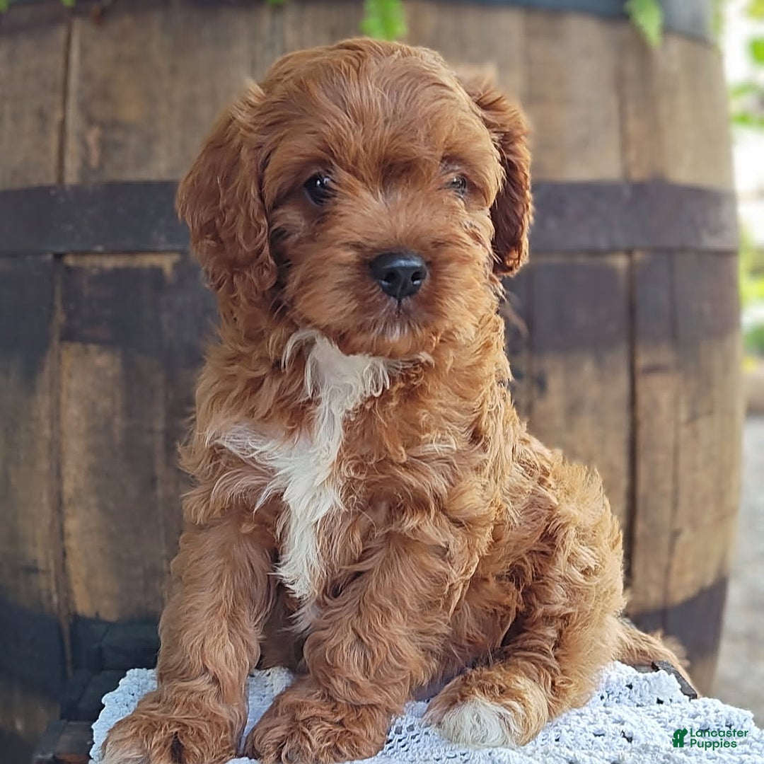 Cavapoo dogs for sale: Bennie - Image 2