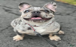 French Bulldog dogs for sale: Peewee - Image 3